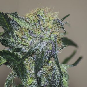 Closeup shot of cannabis ripe flower, White widow strain