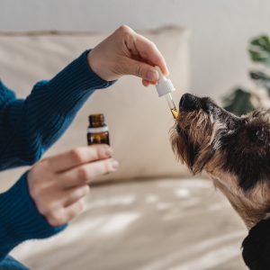 Pet dog taking cbd hemp oil - Canine licking cannabis dropper for anxiety treatment